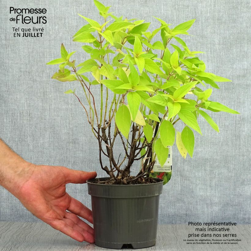 Esimerkki kesällä toimitetusta Ananassalvia Golden Delicious Ruukku 1,5L / 2L-taimesta