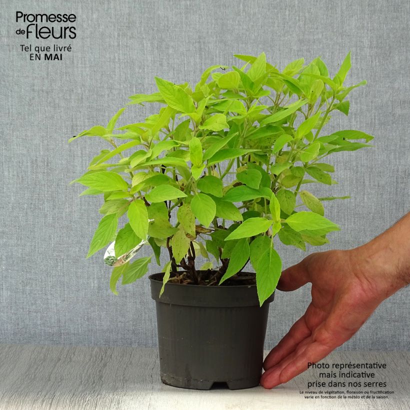 Example of Ananassalvia Golden Delicious Pot de 1,5L/2L as you get in printemps