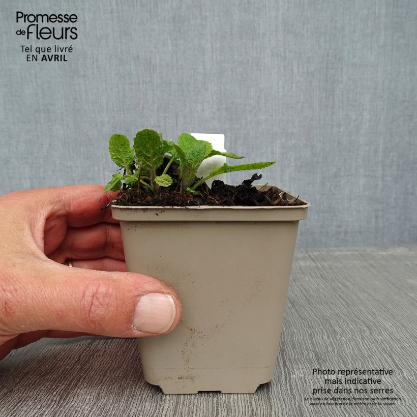 Esimerkki keväällä toimitetusta Keijunsalvia - Salvia forsskaolei Godet de 8/9 cm-taimesta