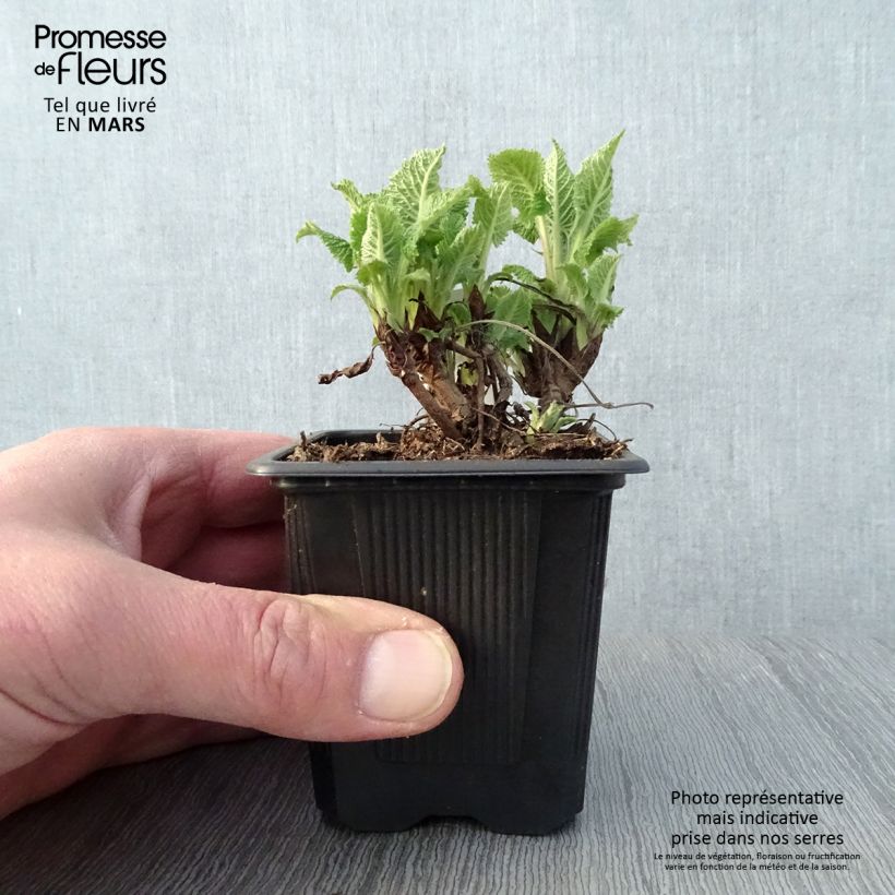 Esimerkki keväällä toimitetusta Keltasalvia - Salvia glutinosa Taimiruukku 8/9 cm-taimesta