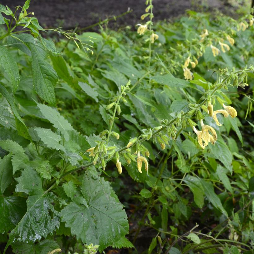 Keltasalvia - Salvia glutinosa (Kasvutapa)