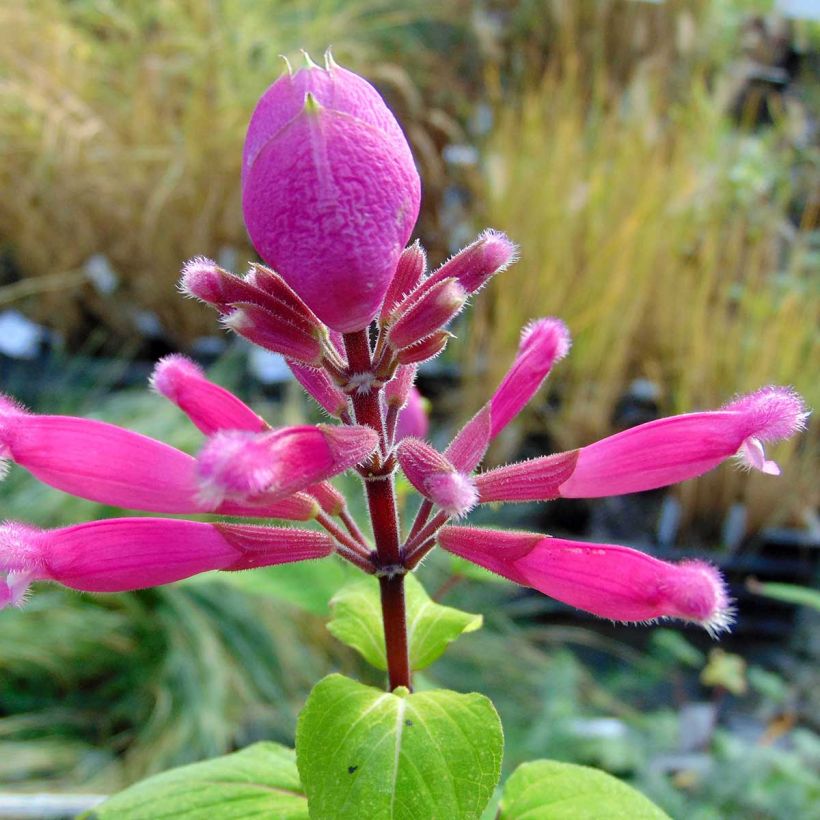 Keijunsalvia Bethelii (Kukinta)