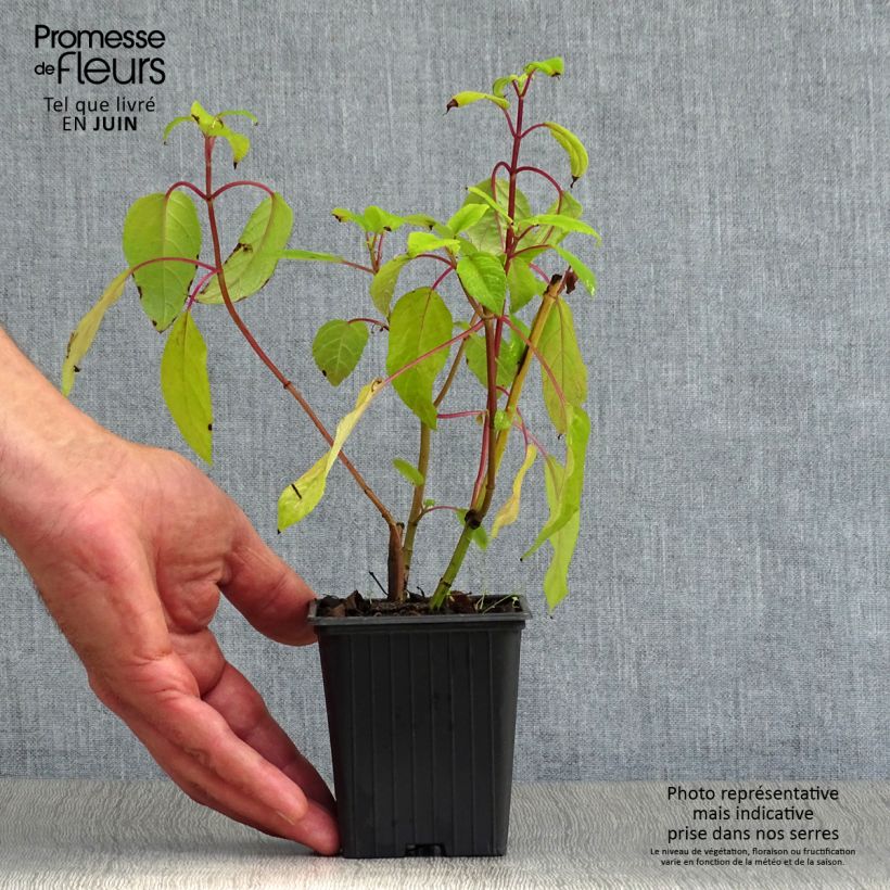 Esimerkki kesällä toimitetusta Keijunsalvia Bethelii Godet de 7/8 cm-taimesta