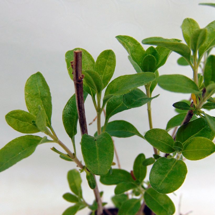 Keijunsalvia Sierra San Antonio (Lehvistö)