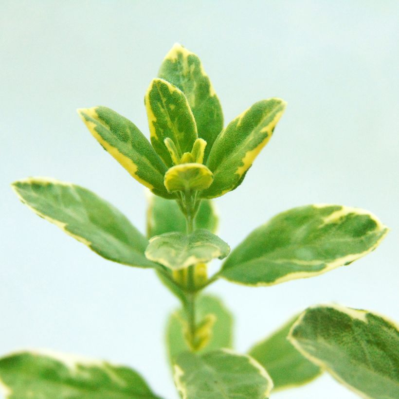 Keijunsalvia Caramba (Lehvistö)