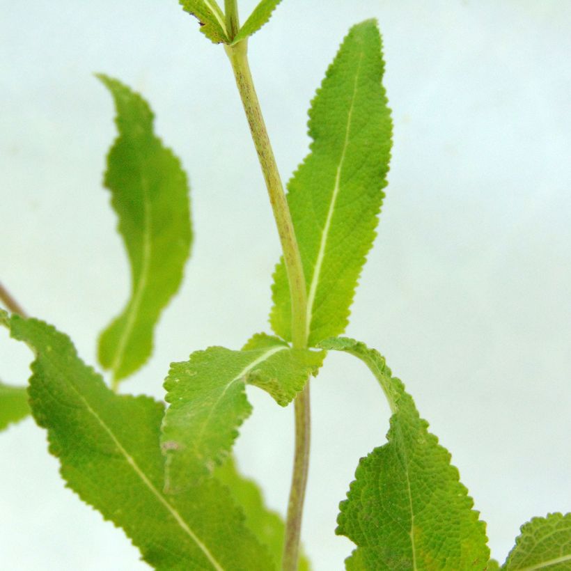 Lehtosalvia Amethyst (Lehvistö)