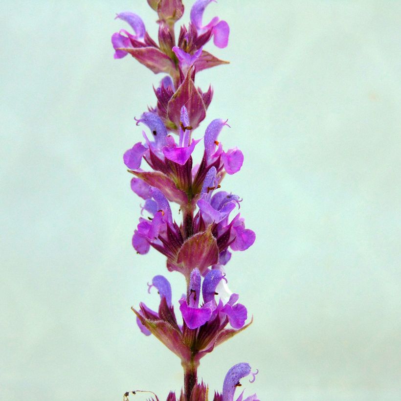 Lehtosalvia Amethyst (Kukinta)