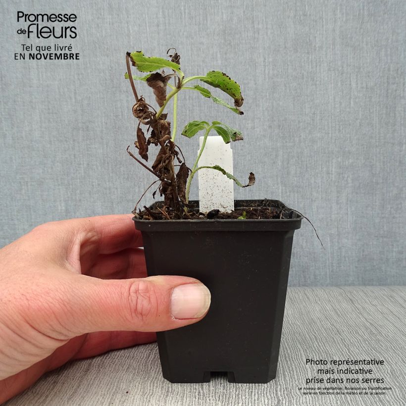 Esimerkki syksyllä toimitetusta Lehtosalvia Amethyst 8/9 cm taimiruukku-taimesta