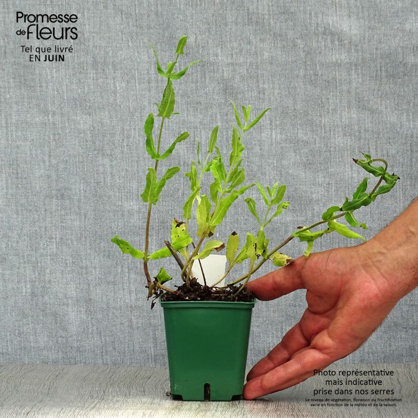 Esimerkki kesällä toimitetusta Lehtosalvia Amethyst Taimiruukku 8/9 cm-taimesta