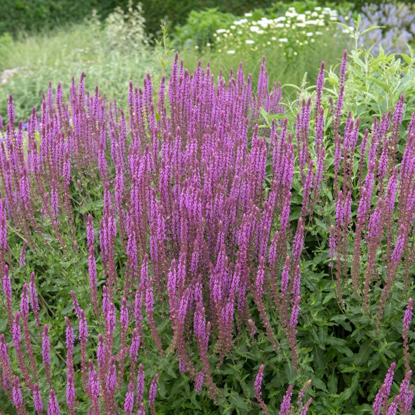 Lehtosalvia Amethyst (Kasvutapa)