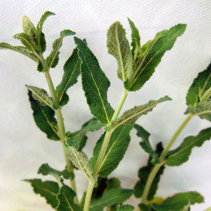Lehtosalvia Blauhügel (Lehvistö)