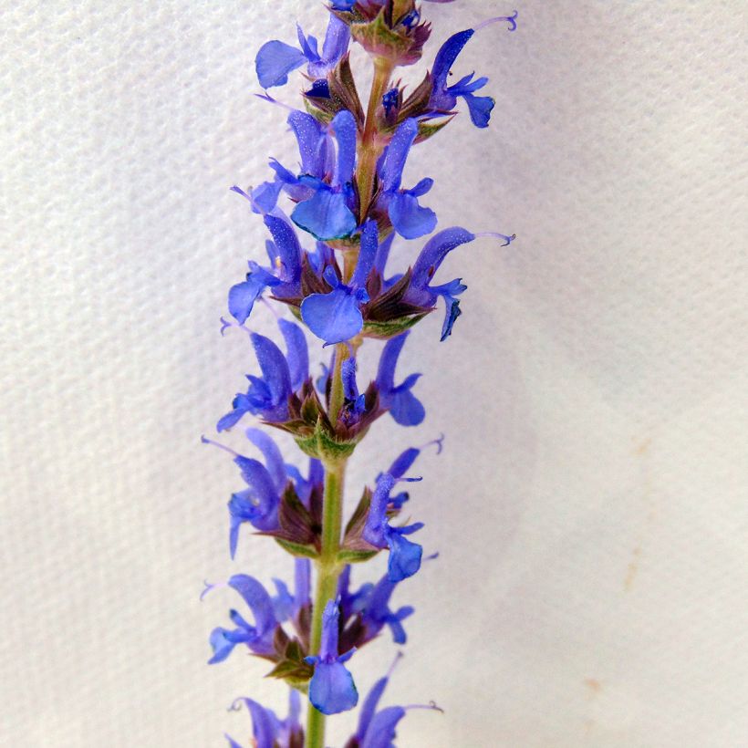Lehtosalvia Blauhügel (Kukinta)