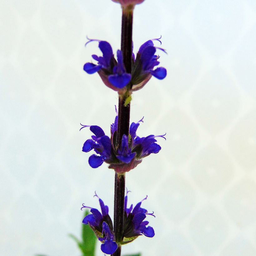 Lehtosalvia Caradonna (Kukinta)