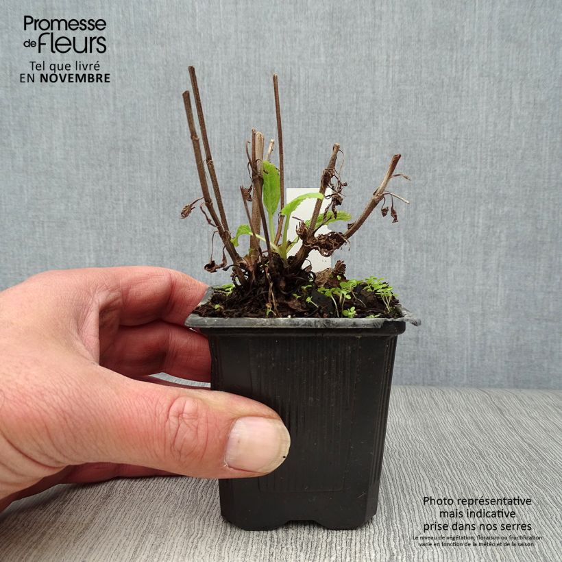 Esimerkki syksyllä toimitetusta Lehtosalvia Caradonna 8/9 cm taimiruukku-taimesta
