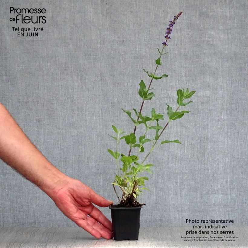 Esimerkki kesällä toimitetusta Lehtosalvia Caradonna Taimiruukku 8/9 cm-taimesta