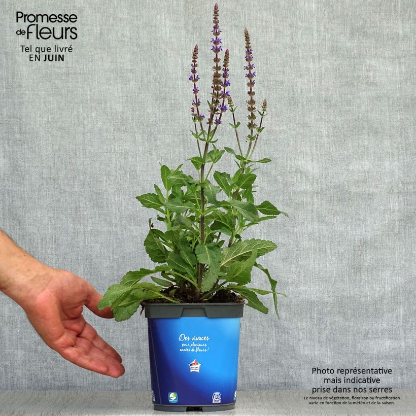 Esimerkki kesällä toimitetusta Lehtosalvia Caradonna Ruukku 1,5L / 2L-taimesta