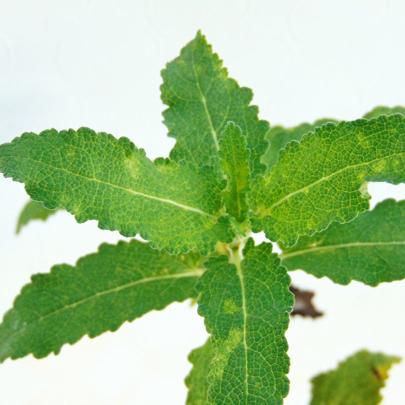 Lehtosalvia Schwellenburg (Lehvistö)
