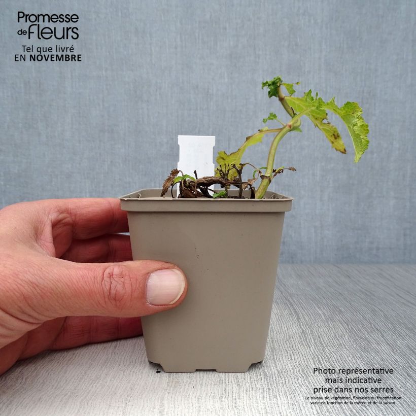 Esimerkki syksyllä toimitetusta Lehtosalvia Schwellenburg 8/9 cm taimiruukku-taimesta