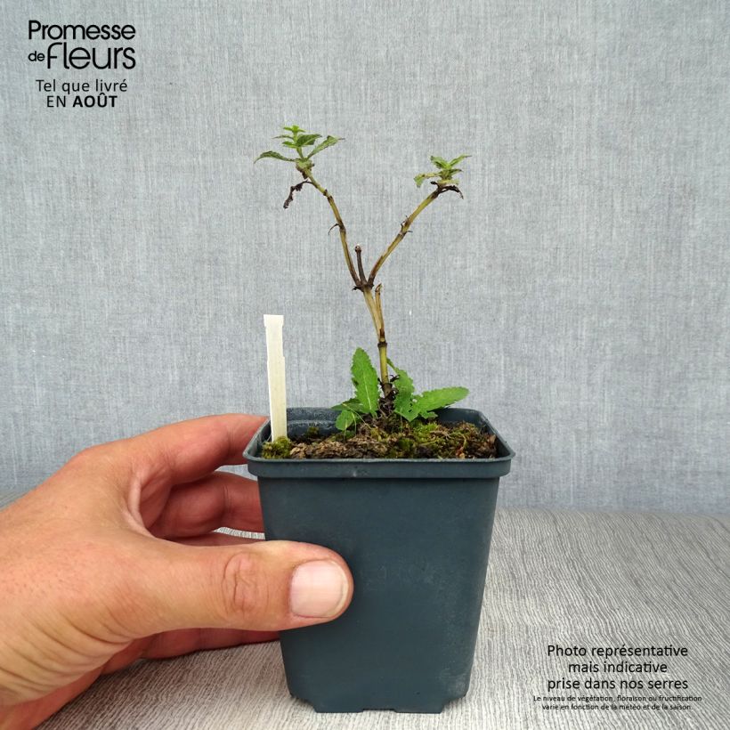 Esimerkki kesällä toimitetusta Lehtosalvia Schwellenburg Taimiruukku 8/9 cm-taimesta