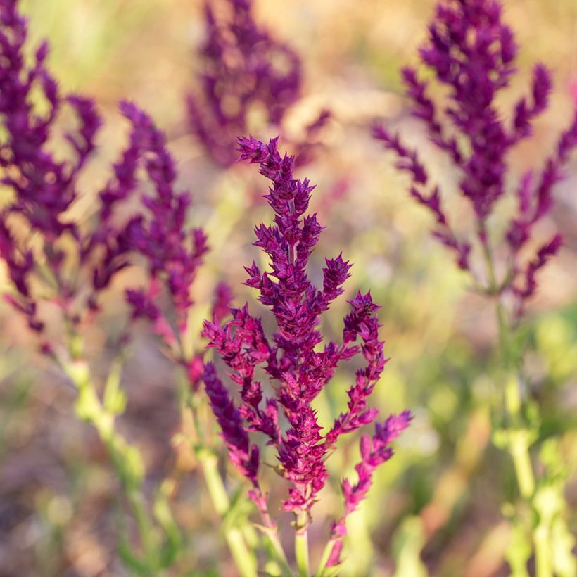 Lehtosalvia Schwellenburg (Kukinta)