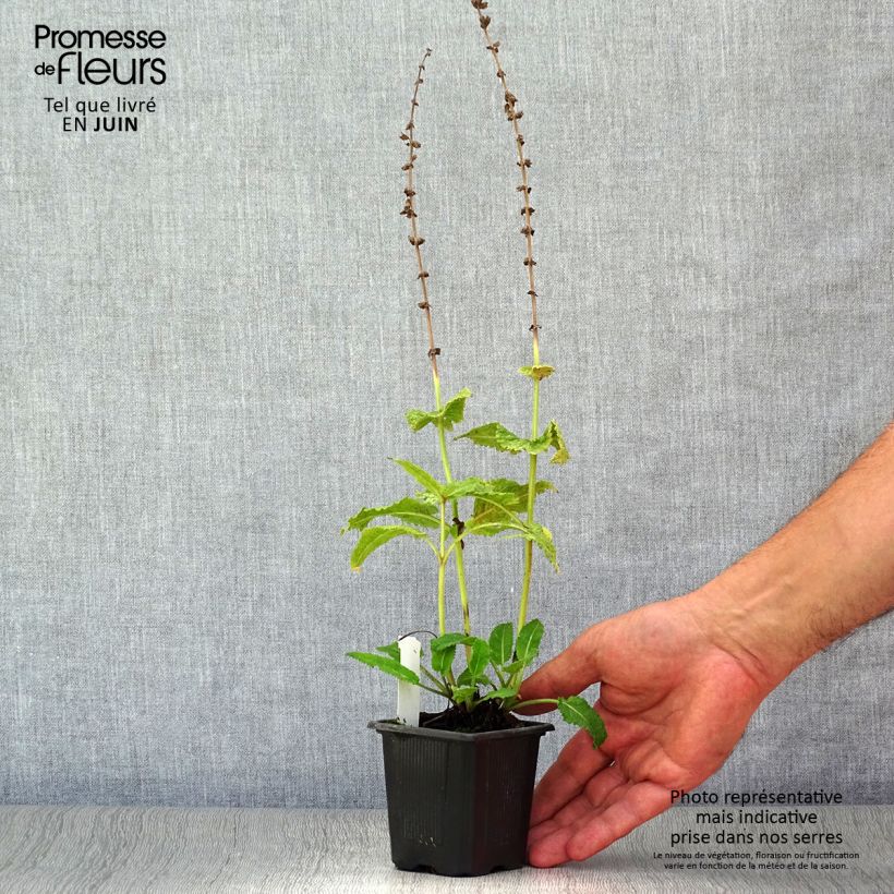 Esimerkki kesällä toimitetusta Loistosalvia Rhapsody in Blue Taimiruukku 8/9 cm-taimesta
