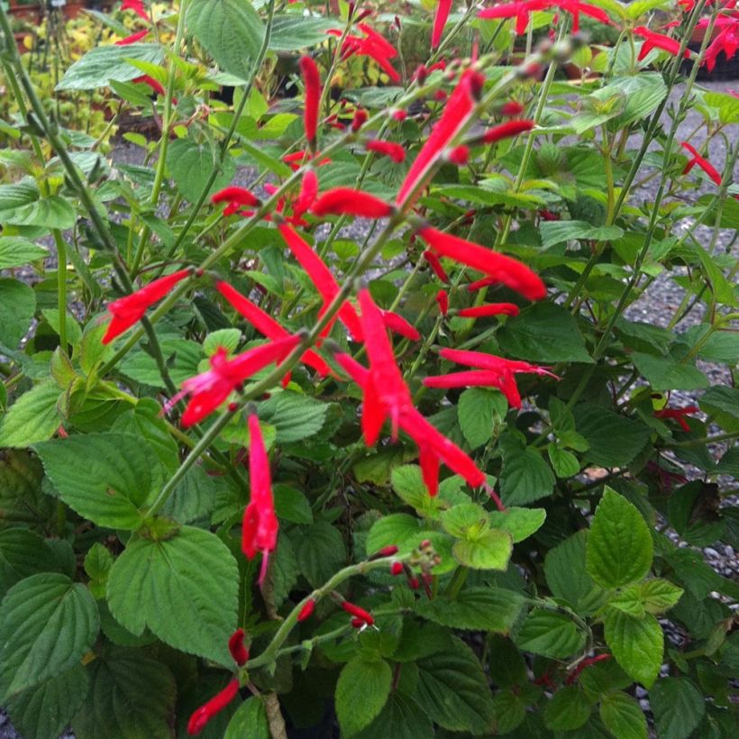 Ananassalvia Tangerine (Kasvutapa)