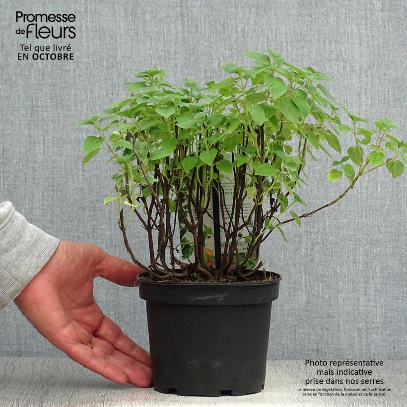 Esimerkki syksyllä toimitetusta Ananassalvia Tangerine 1,5 litran / 2 litran kannu-taimesta