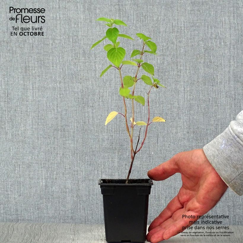 Esimerkki syksyllä toimitetusta Ananassalvia Tangerine 7/8 cm taimiruukku-taimesta