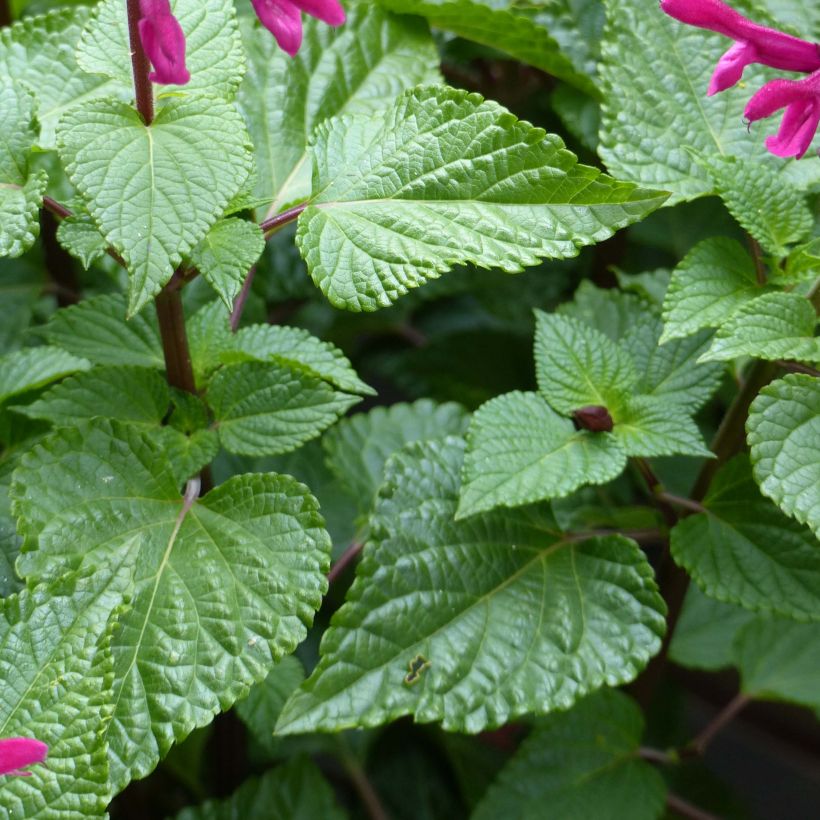 Keijunsalvia Fuchsia (Lehvistö)