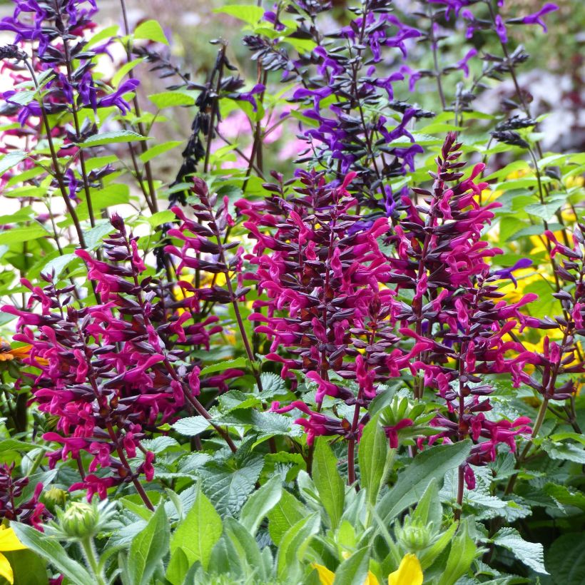 Keijunsalvia Fuchsia (Kasvutapa)