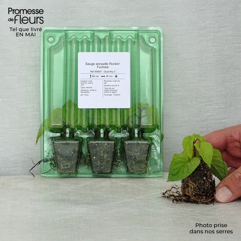 Esimerkki keväällä toimitetusta Keijunsalvia Fuchsia Mini-motte Ø 3/4 cm-taimesta