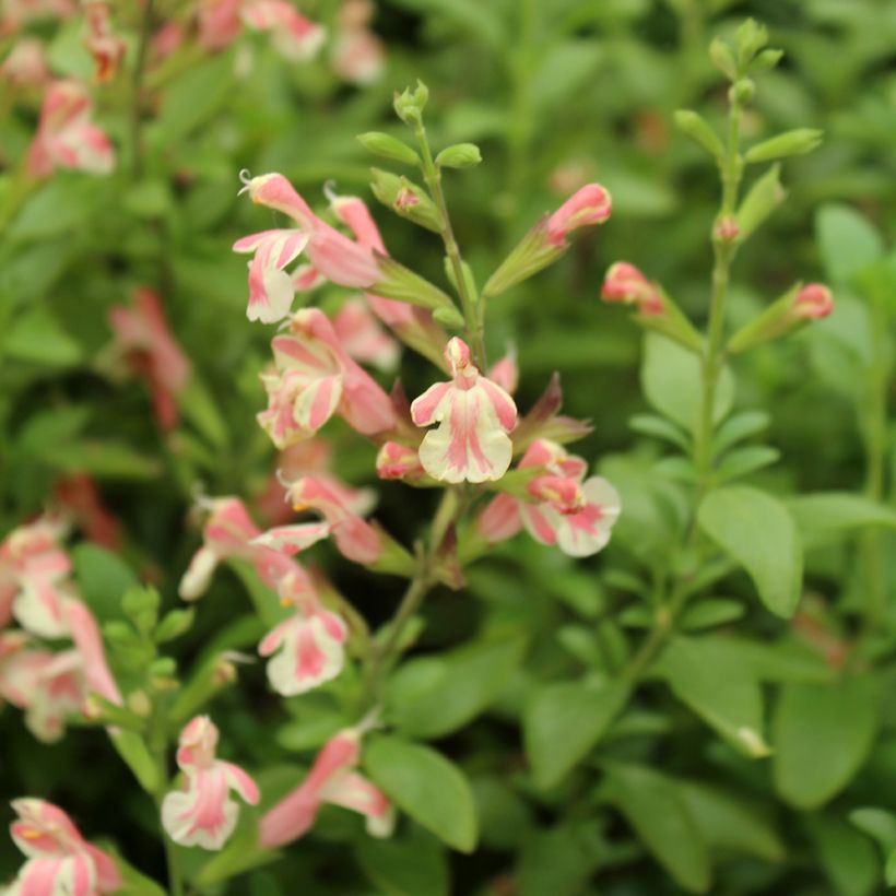 Keijunsalvia Belle de Loire (Kukinta)