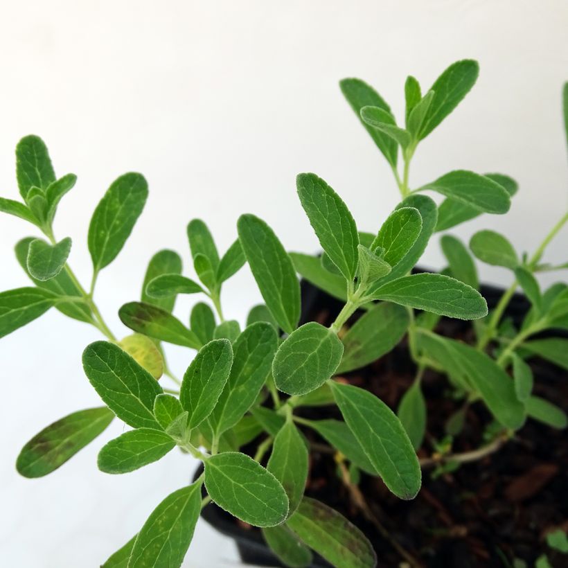 Keijunsalvia Blue Note (Lehvistö)