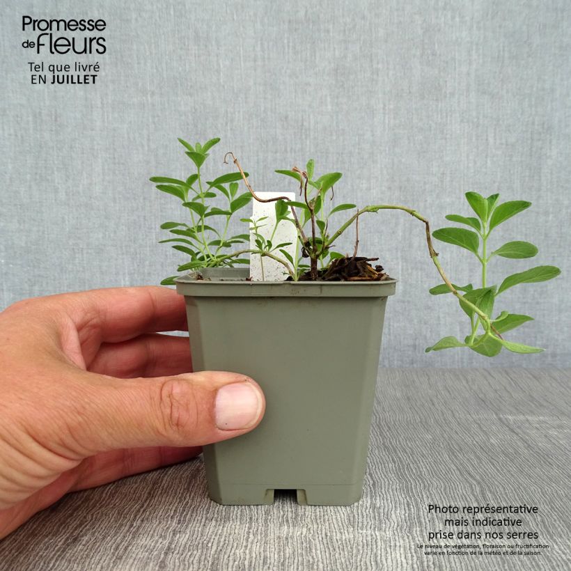 Esimerkki kesällä toimitetusta Keijunsalvia Blue Note Taimiruukku 8/9 cm-taimesta