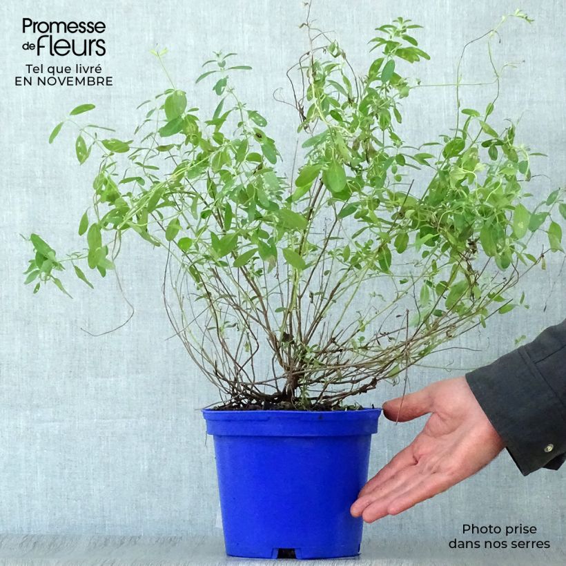 Esimerkki syksyllä toimitetusta Keijunsalvia Blue Note 2 litran/3 litran ruukku-taimesta