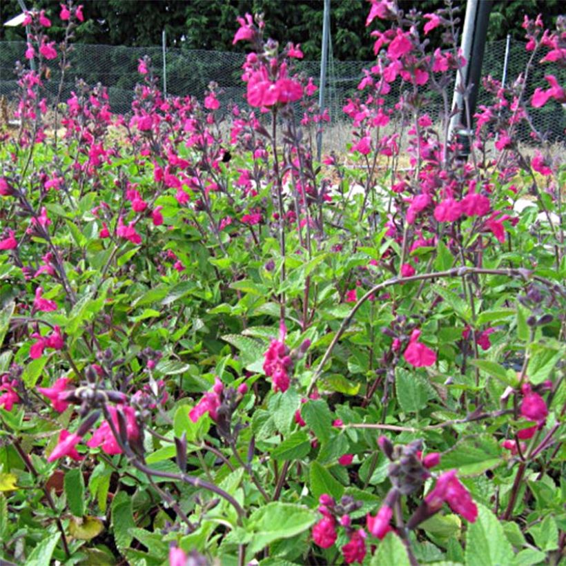Keijunsalvia Cerro Potosi (Kukinta)