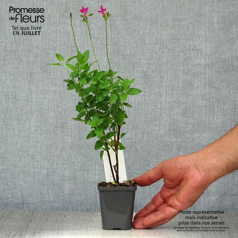 Esimerkki kesällä toimitetusta Keijunsalvia Cerro Potosi Taimiruukku 7/8 cm-taimesta