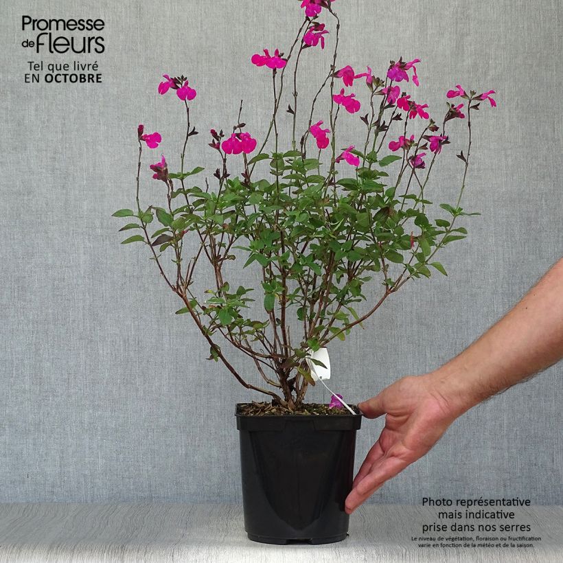 Esimerkki syksyllä toimitetusta Keijunsalvia Cerro Potosi 2 litran/3 litran ruukku-taimesta