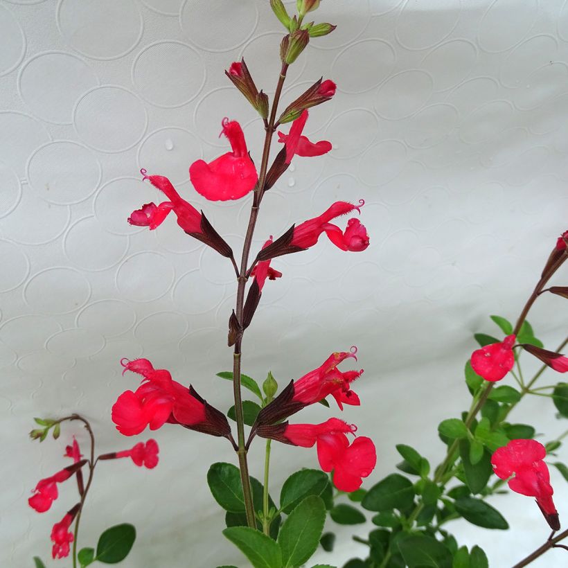 Keijunsalvia Flammenn (Kukinta)