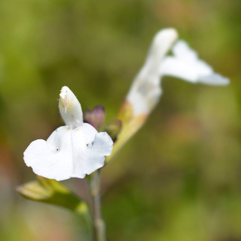 Keijunsalvia Gletsjer (Kukinta)