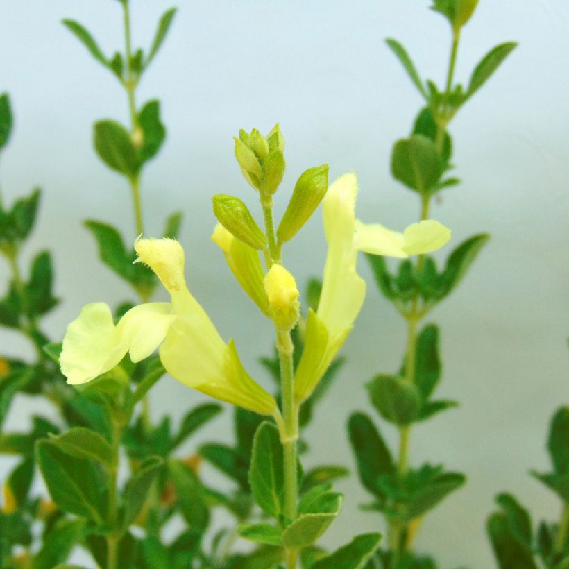 Keijunsalvia Suncrest 'Lemon Light (Kukinta)