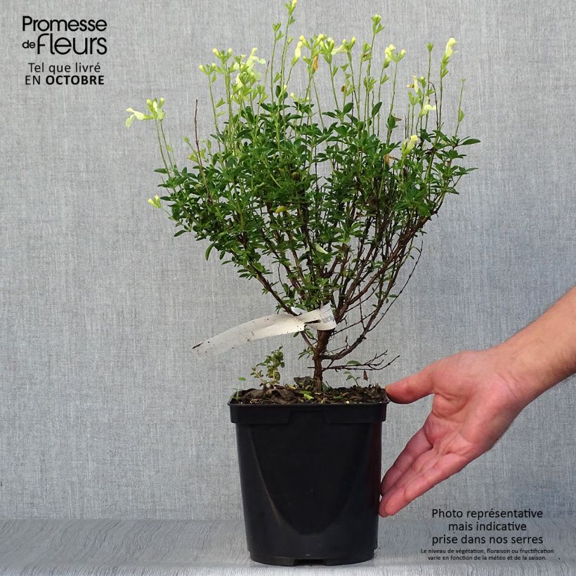 Esimerkki syksyllä toimitetusta Keijunsalvia Suncrest 'Lemon Light 2 litran/3 litran ruukku-taimesta