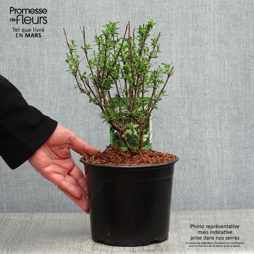Esimerkki keväällä toimitetusta Keijunsalvia Suncrest 'Lemon Light Ruukku 2L / 3L-taimesta