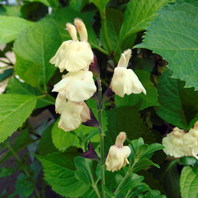 Keijunsalvia Melen (Kukinta)