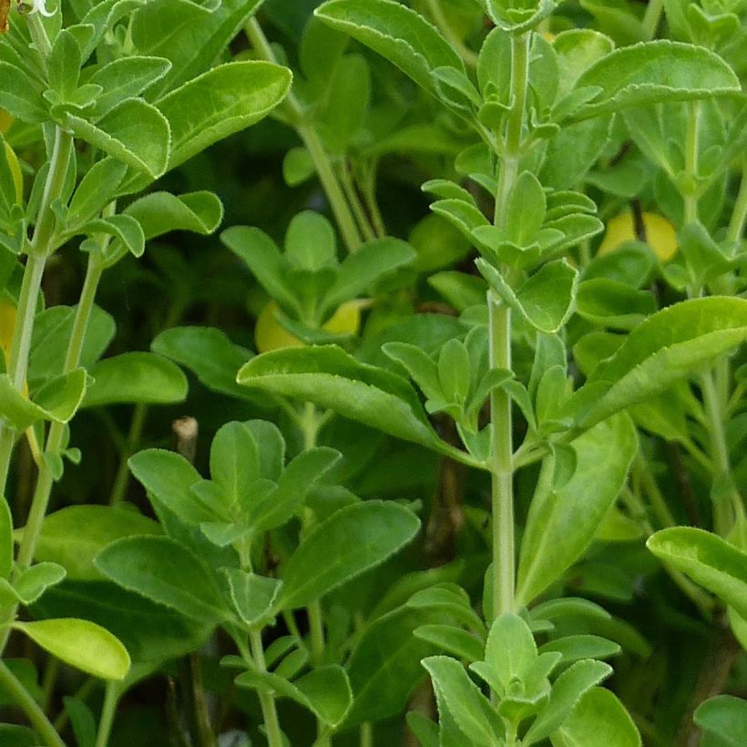 Keijunsalvia Nachtvlinder (Lehvistö)