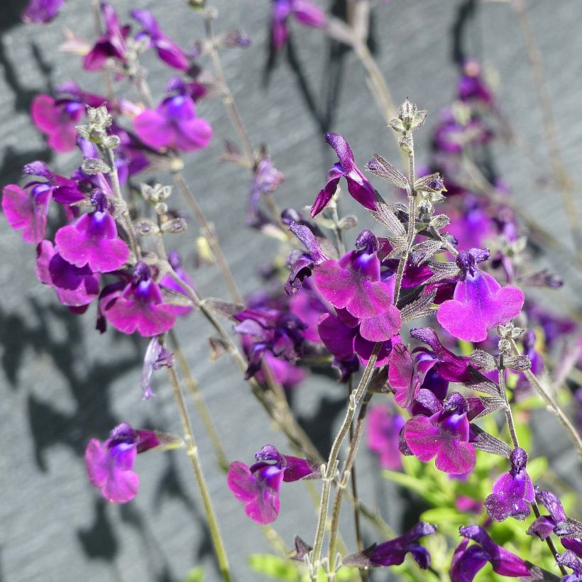 Keijunsalvia Nachtvlinder (Kukinta)