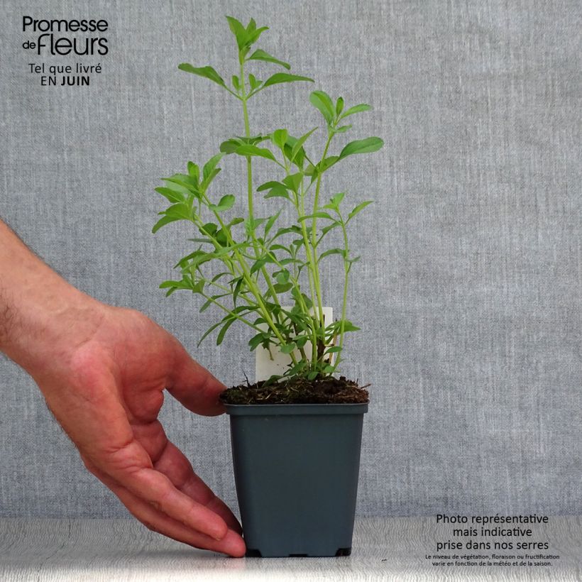 Esimerkki kesällä toimitetusta Keijunsalvia Nachtvlinder Taimiruukku 8/9 cm-taimesta