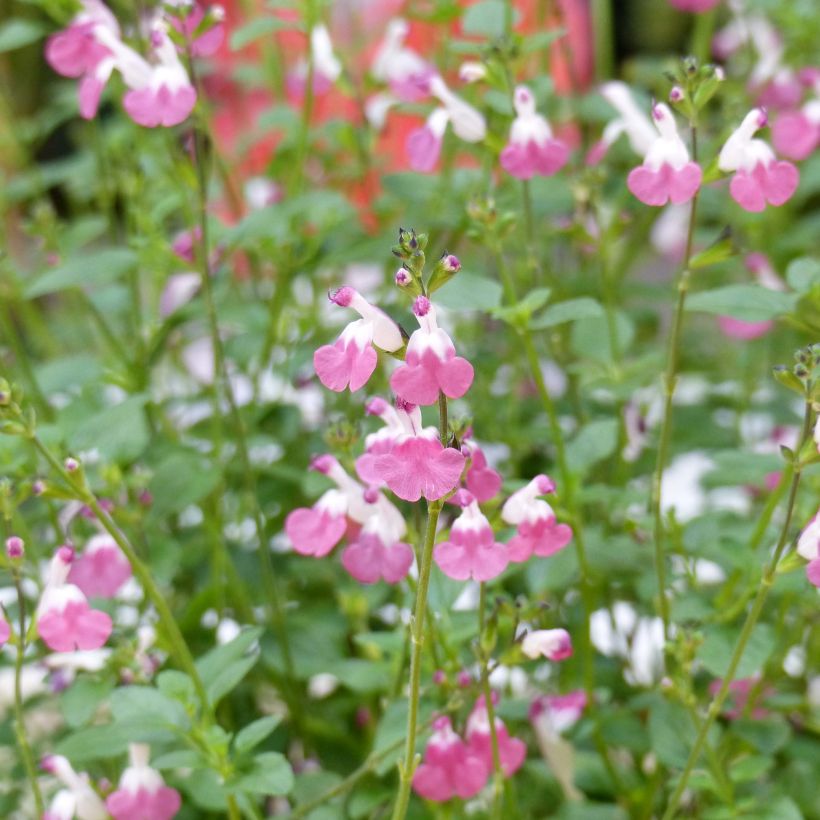 Keijunsalvia Pink Lips (Kukinta)