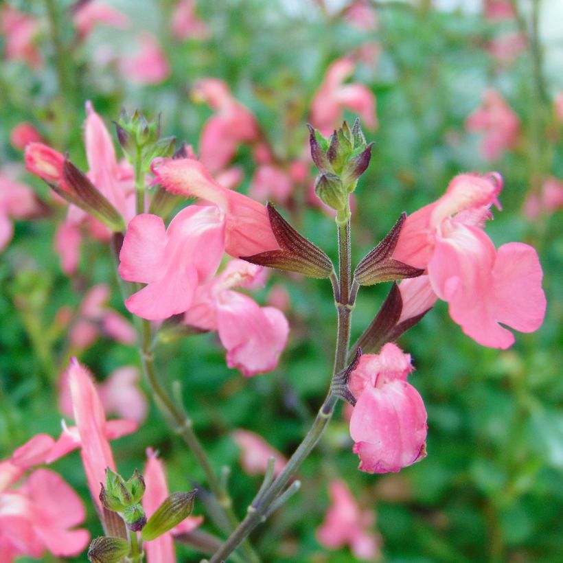 Keijunsalvia Pluenn (Kukinta)