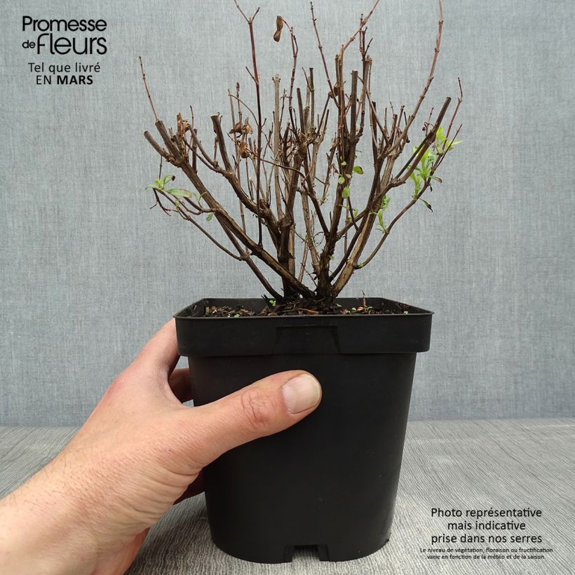 Esimerkki keväällä toimitetusta Keijunsalvia Pluenn Ruukku 2L / 3L-taimesta